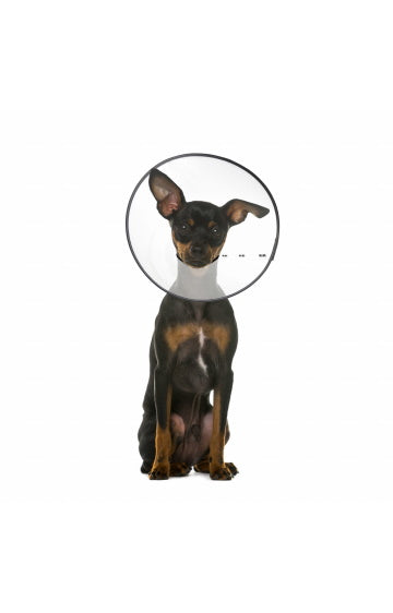 Zen on sale pet cone