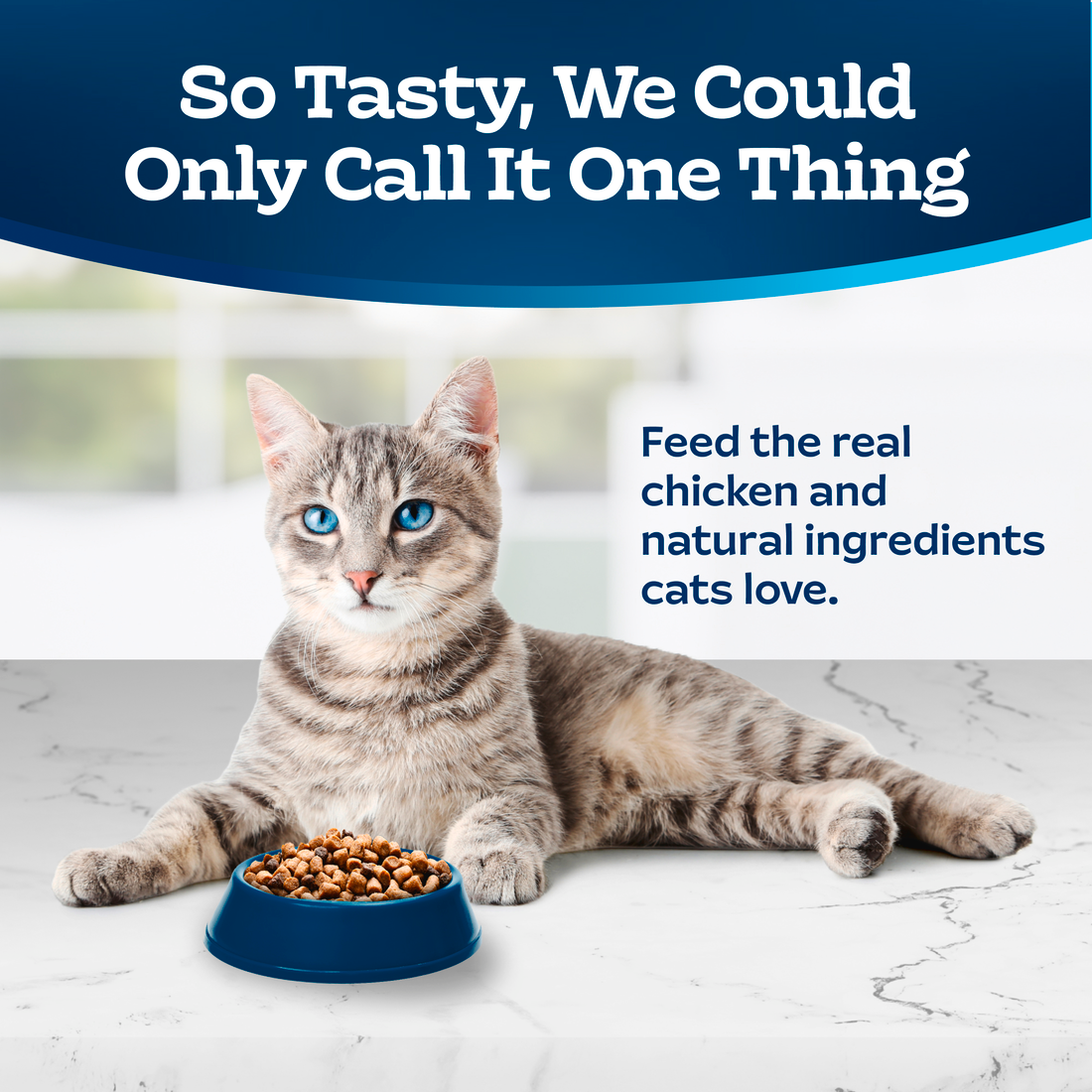 Blue Buffalo Sensitive Stomach Natural Chicken & Brown Rice Dry Cat Food