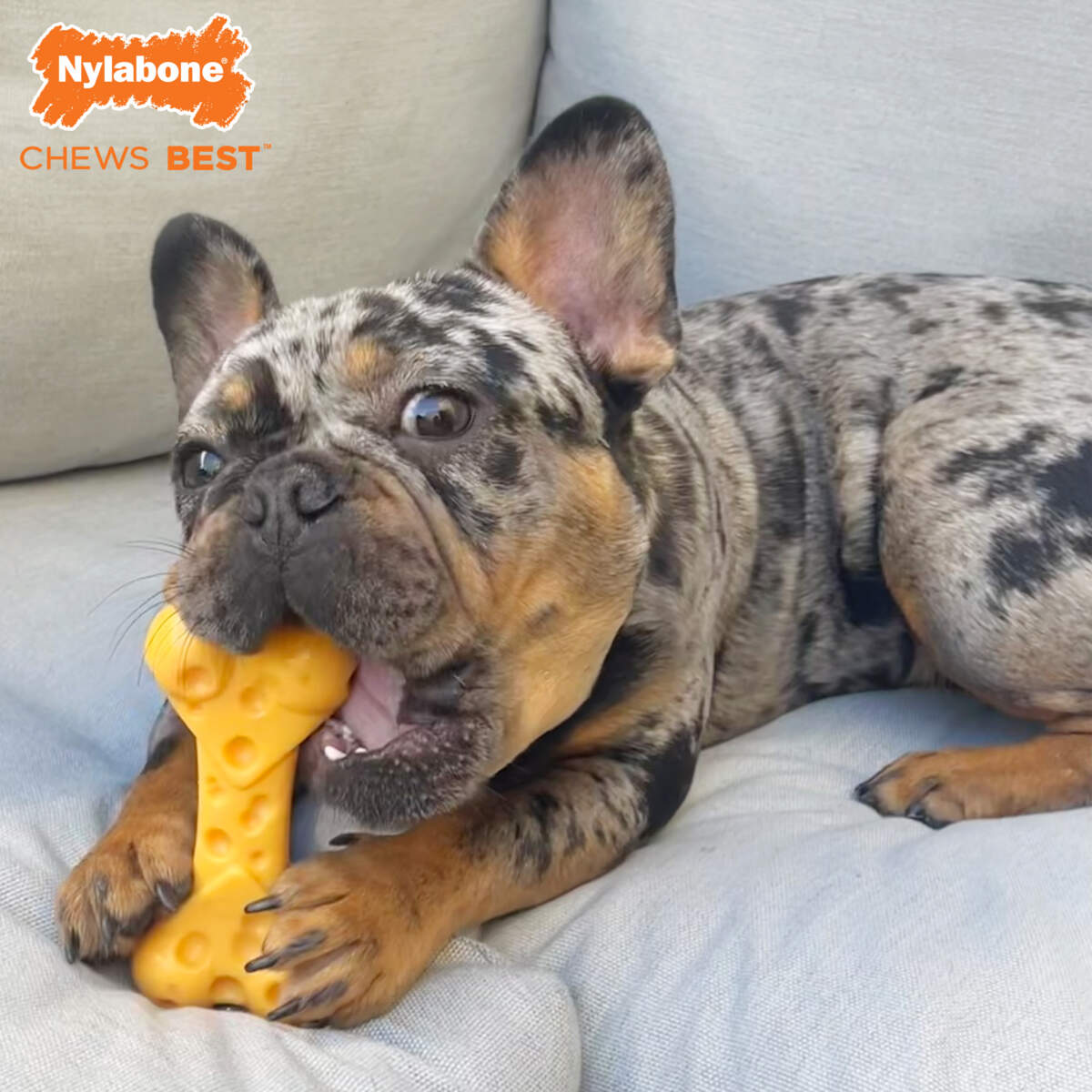 Nylabone cheese clearance bone