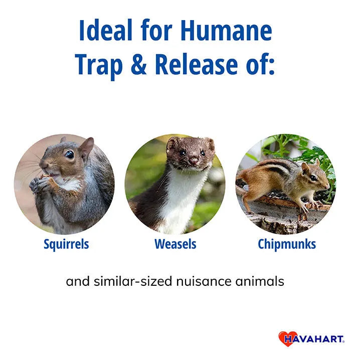 HAVAHART Small 1DR SMALL ANIMAL LIVE TRAP