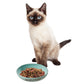 ETHICAL PORTOFINO CAT DISH SKY BLUE 6"