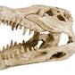 PENN PLAX GATOR SKULL