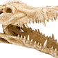 PENN PLAX GATOR SKULL