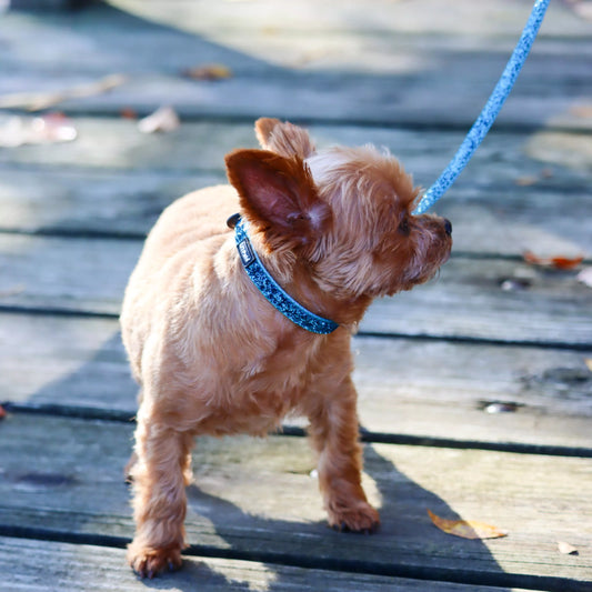 Coastal Lil Pals Glitter Overlay Leash