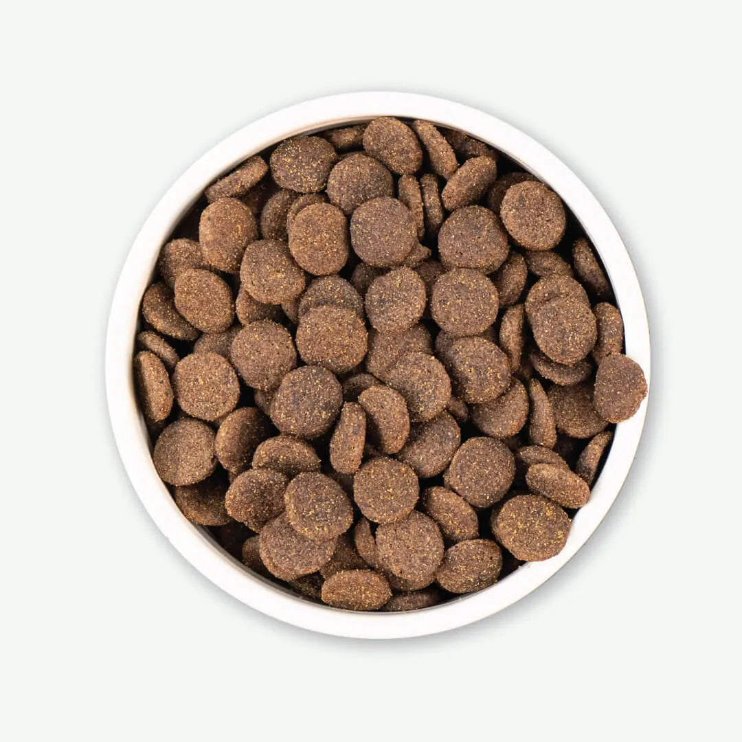 Earthborn Venture Alaska Pollock Meal & Pumpkin recipe dry dog food