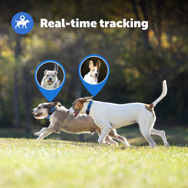 PetSafe GPS tracking fence collar