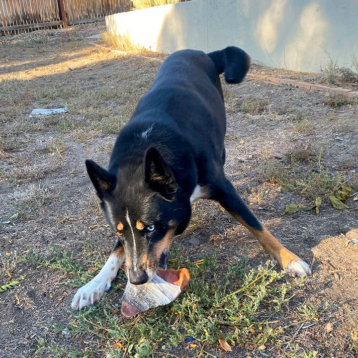 ICELANDIC PIG EAR w/ FISH SKIN