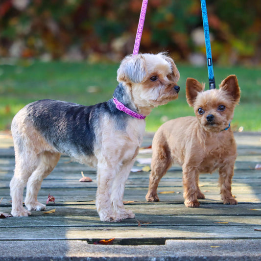 Coastal Lil Pals Glitter Overlay Leash