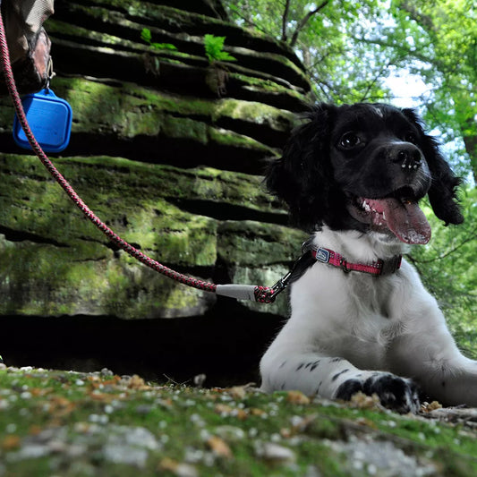 Coastal K9 Explorer Reflective Braided Rope Snap Leashes