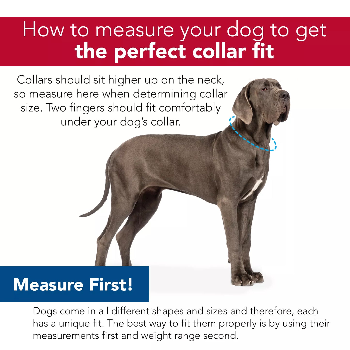 Coastal Pet Products Standard Nylon 3/8in Small Dog Collar