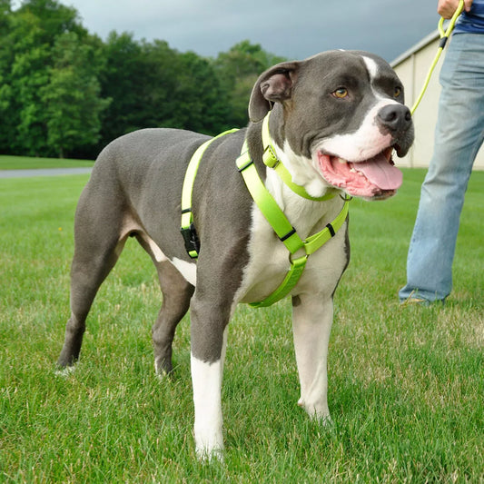 Coastal Standard Adjustable Dog Harness