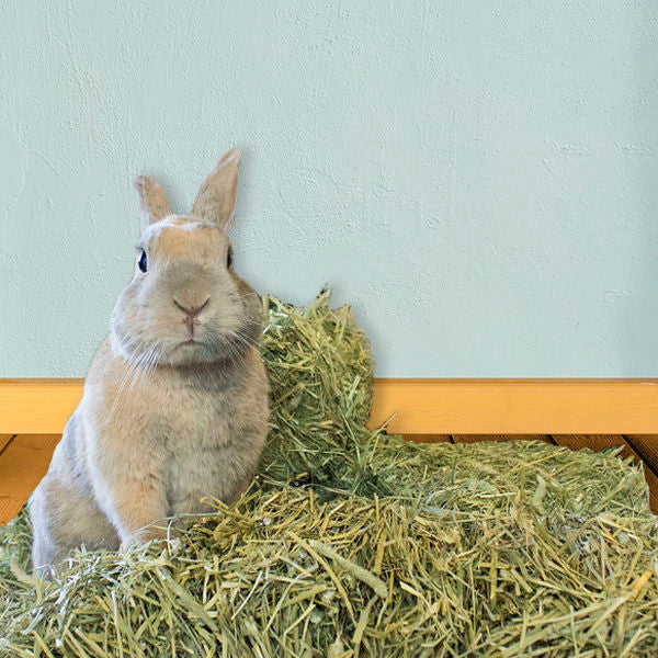 SUNSEED NATURAL TIMOTHY HAY