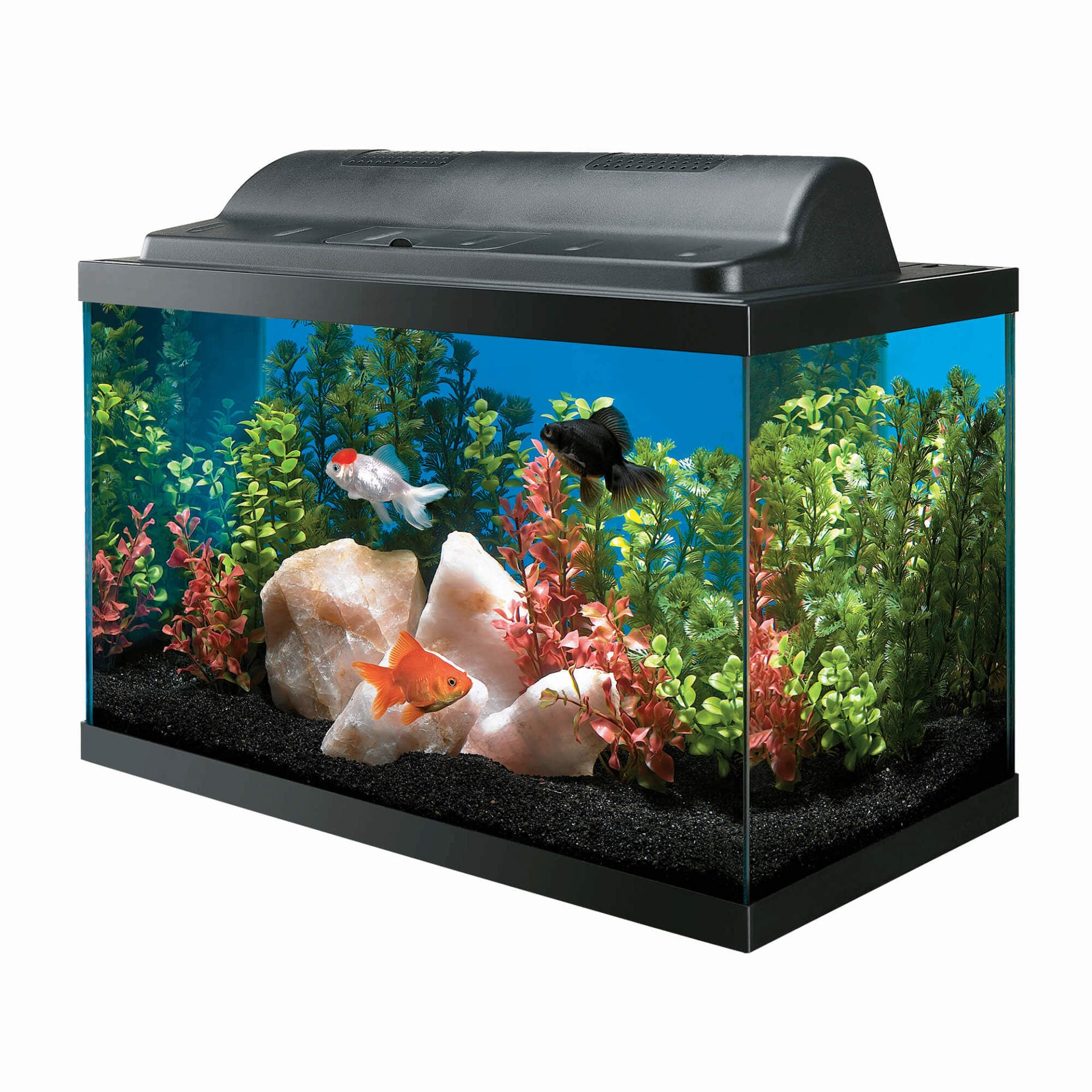 Aqueon Basic 10 Gallon Aquarium Kit – Pet Food Center