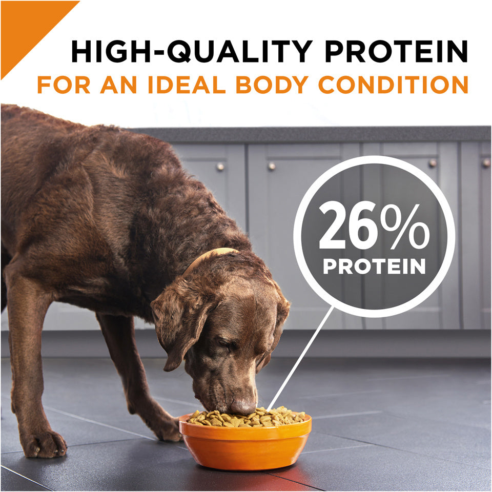 Purina pro plan savor adult shredded blend lamb & rice formula dry dog food best sale