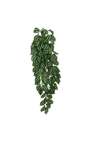 Komodo Climbing 2 Tone Leaf Plant