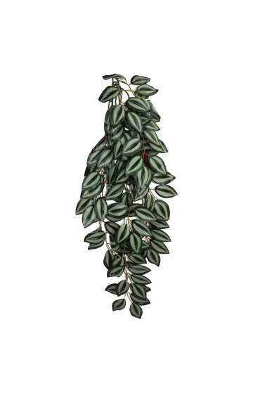 Komodo Climbing Zebrina Plant