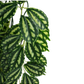Komodo Climbing 2 Tone Leaf Plant