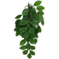 Komodo Climbing Plant Green Leaf