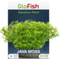 GloFish Plant Java Moss