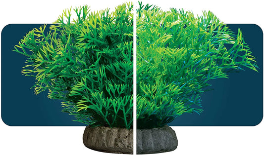 GloFish Plant Java Moss