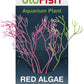 GloFish Red Algae Plant