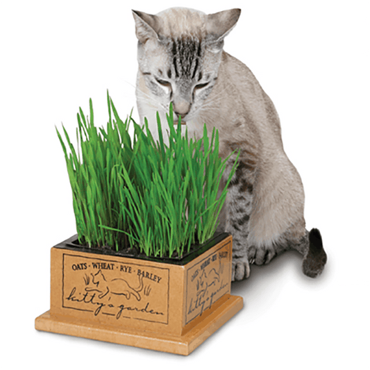 Pioneer Pet Kitty's Garden Edible Grass