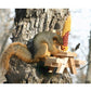 Woodlink Picnic Table Ear Corn Squirrel Feeder