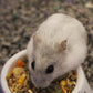 Sunseed Vita Hamster & Gerbil Diet