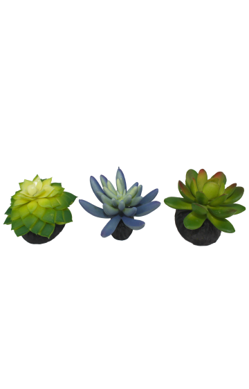 Komodo Succulent 3 Pack