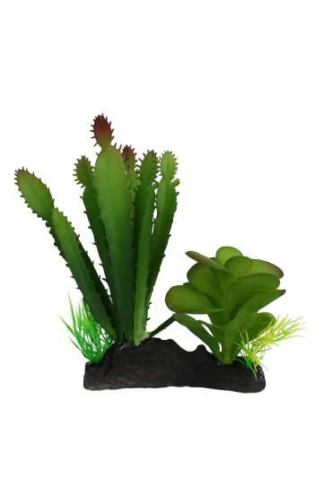 Komodo Cactus & Succulent