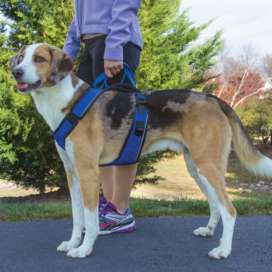 Easy on sale sport harness