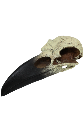 Komodo Raven Skull