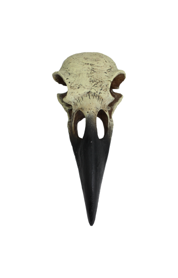 Komodo Raven Skull
