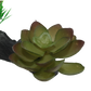 Komodo Succulent
