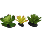 Komodo Succulent 3 Pack